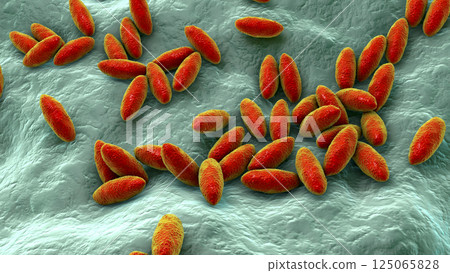 Brucella bacteria, the causative agent of brucellosis, 3D illustration 125065828