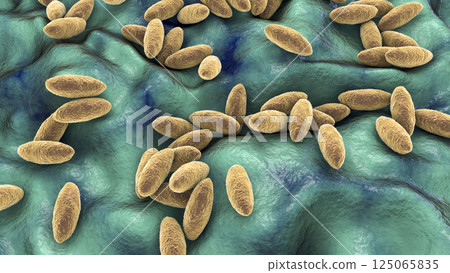 Brucella bacteria, the causative agent of brucellosis, 3D illustration 125065835