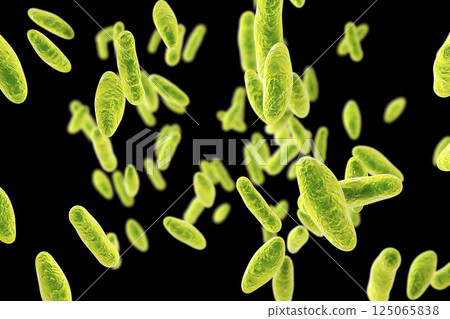Brucella bacteria, illustration Brucella bacteria, illustration 125065838