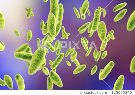 Brucella bacteria, illustration 125065840