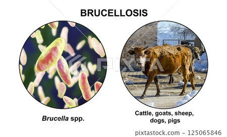 Brucella bacteria, the causative agent of brucellosis in cattle and humans, 3D illustration 125065846