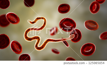 Brugia malayi, a roundworm nematode Brugia malayi, a roundworm nematode 125065854