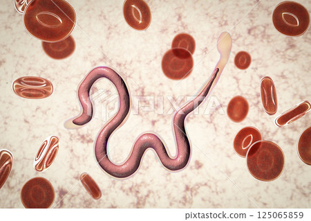 Brugia malayi, a roundworm nematode 125065859