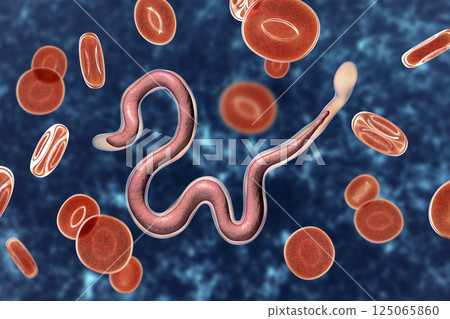 Brugia malayi, a roundworm nematode Brugia malayi, a roundworm nematode 125065860