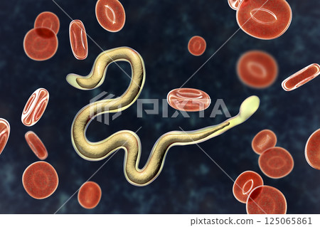 Brugia malayi, a roundworm nematode 125065861