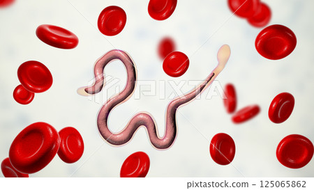 Brugia malayi, a roundworm nematode 125065862