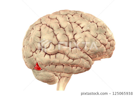 Human brain with highlighted inferior occipital gyrus Human brain with highlighted inferior occipital gyrus 125065938