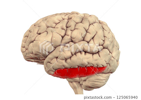 Human brain with highlighted inferior temporal gyrus Human brain with highlighted inferior temporal gyrus 125065940