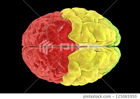 Brain lobes from top view, frontal (red), parietal (yellow), and occipital (green) lobes Brain lobes from top view, frontal (red), parietal (yellow), and occipital (green) lobes 125065950
