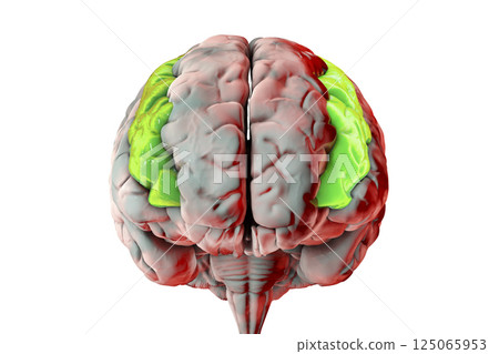 Human brain with highlighted middle frontal gyrus Human brain with highlighted middle frontal gyrus 125065953