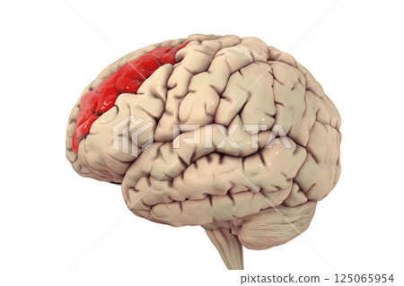 Human brain with highlighted middle frontal gyrus Human brain with highlighted middle frontal gyrus 125065954