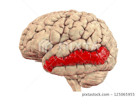 Human brain with highlighted middle temporal gyrus 125065955