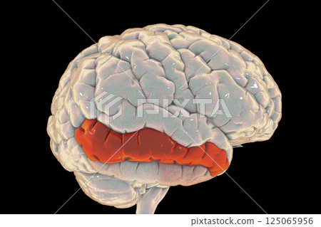 Human brain with highlighted middle temporal gyrus 125065956