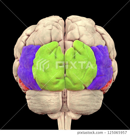 Human brain with highlighted occipital gyri 125065957