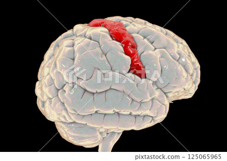 Human brain with highlighted precentral gyrus 125065965