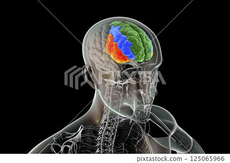 Human brain with highlighted frontal gyri 125065966