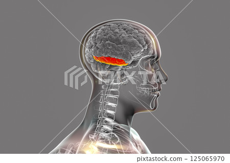 Human brain in body with highlighted inferior temporal gyrus 125065970