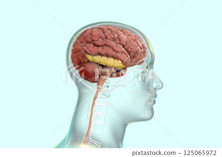 Human brain in body with highlighted inferior temporal gyrus 125065972