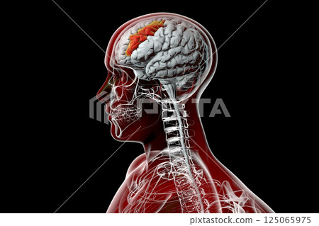 Human brain in the body with highlighted middle frontal gyrus 125065975