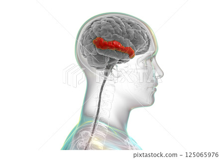 Human brain with highlighted middle temporal gyrus Human brain with highlighted middle temporal gyrus 125065976
