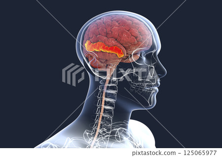 Human brain with highlighted middle temporal gyrus Human brain with highlighted middle temporal gyrus 125065977