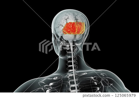 Human brain with highlighted occipital lobes 125065979