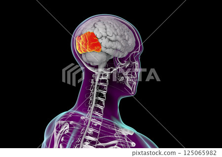 Human brain with highlighted occipital lobes Human brain with highlighted occipital lobes 125065982
