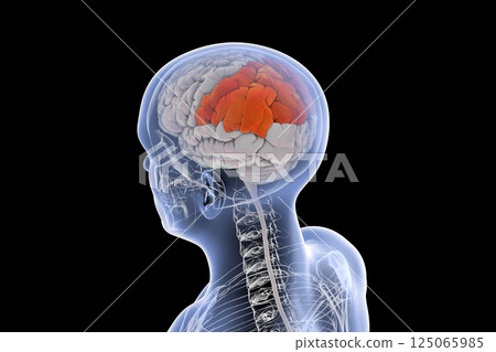 Human brain with highlighted parietal lobe Human brain with highlighted parietal lobe 125065985