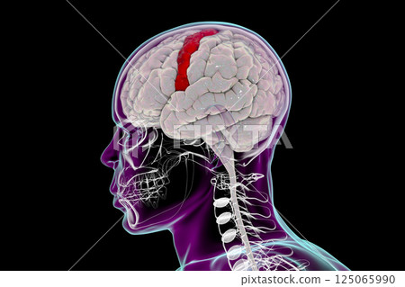Human brain with highlighted precentral gyrus Human brain with highlighted precentral gyrus 125065990
