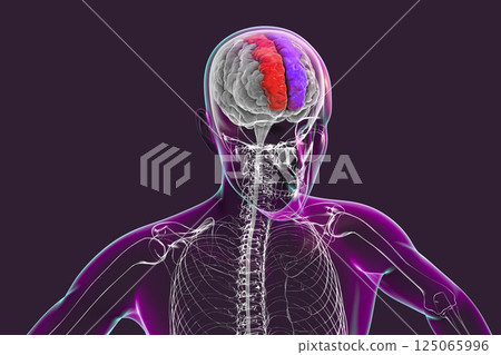 Human brain with highlighted superior frontal gyri Human brain with highlighted superior frontal gyri 125065996