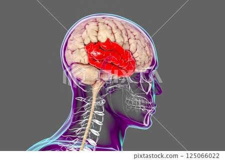 Human brain with highlighted temporal lobe Human brain with highlighted temporal lobe 125066022