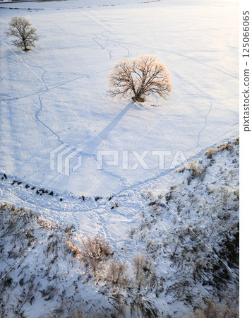 無人機拍攝到一棵被霜凍覆蓋的日本榆樹 125066065
