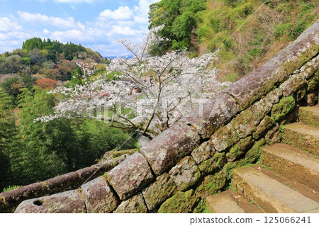 [Oita Prefecture] Oka Castle on a clear day, Otesaka Kamaboko stones and cherry blossoms in full bloom 125066241
