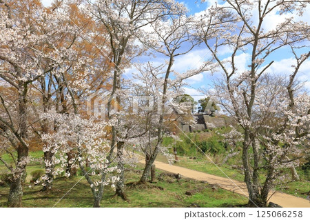 【大分縣】晴天的岡城、櫻花馬場遺址和盛開的櫻花 125066258
