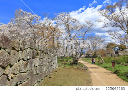 [Oita Prefecture] Oka Castle on a clear day, Sakura-baba ruins and cherry blossoms in full bloom 125066263