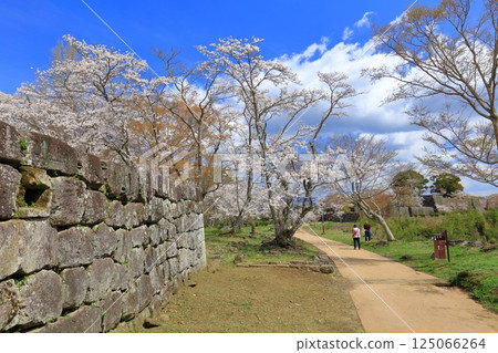 [Oita Prefecture] Oka Castle on a clear day, Sakura-baba ruins and cherry blossoms in full bloom 125066264