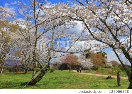 【大分縣】晴天的岡城、櫻花馬場遺址和盛開的櫻花 125066268