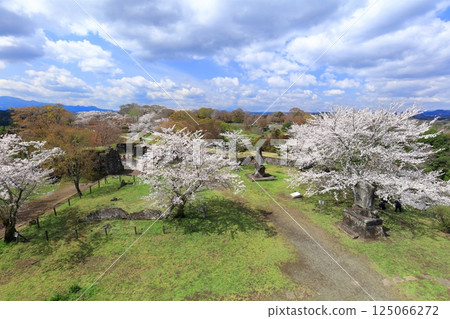 【大分縣】晴天時從岡城本城眺望盛開的櫻花 125066272
