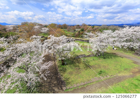 [Oita Prefecture] Cherry blossoms in full bloom as seen from the main citadel of Oka Castle on a clear day 125066277