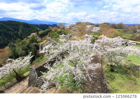 [Oita Prefecture] Cherry blossoms in full bloom as seen from the main citadel of Oka Castle on a clear day 125066278