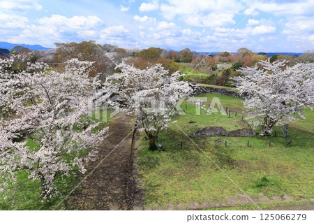 【大分縣】晴天時從岡城本城眺望盛開的櫻花 125066279