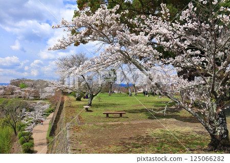 【大分縣】晴天時從岡城本城眺望盛開的櫻花 125066282