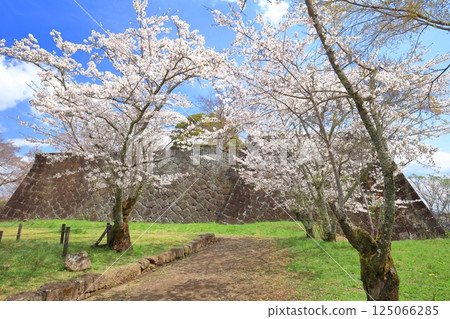 [Oita Prefecture] Oka Castle's main citadel on a clear day and cherry blossoms in full bloom 125066285