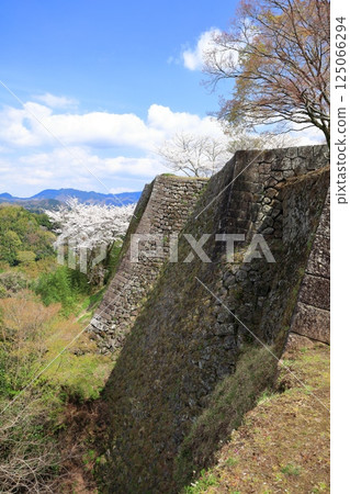 [Oita Prefecture] Stone walls of Oka Castle on a clear day and cherry blossoms in full bloom 125066294