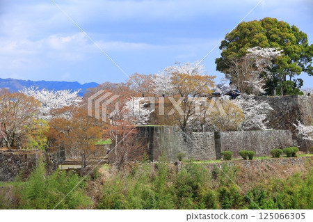 [Oita Prefecture] Oka Castle's main citadel on a clear day and cherry blossoms in full bloom 125066305