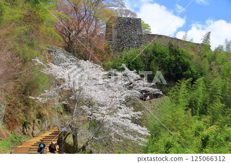 [Oita Prefecture] Oka Castle on a clear day, Otezaka Hill and cherry blossoms in full bloom 125066312