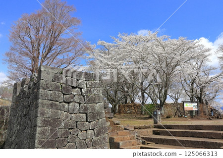 [Oita Prefecture] Oka Castle on a clear day, the remains of the main gate and cherry blossoms in full bloom 125066313