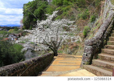 [Oita Prefecture] Oka Castle on a clear day, Otesaka Kamaboko stones and cherry blossoms in full bloom 125066314