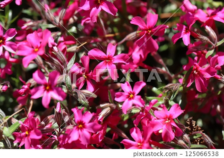 Deep pink Moss Phlox flowers blooming in a spring garden Deep pink Moss Phlox flowers blooming in a spring garden 125066538