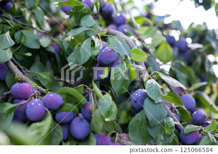 Ripe blue plums ripened on tree branches Ripe blue plums ripened on tree branches 125066584
